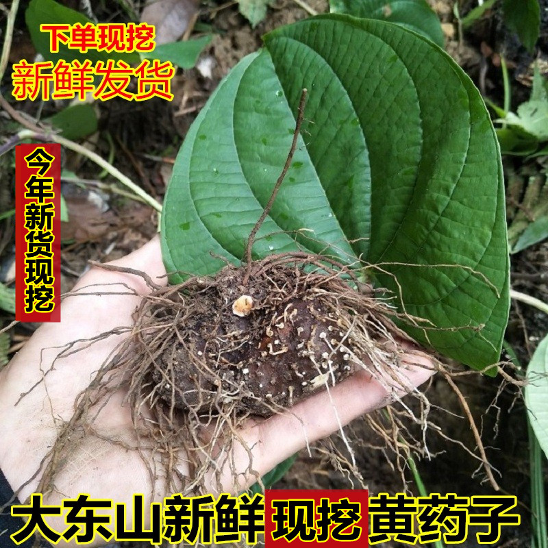 新鲜现挖黄药子金线虾蟆薯莨