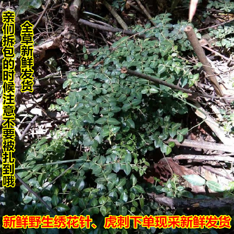新鲜现挖虎刺中草药现挖绣花针中草药伏牛花黄脚鸡鸟不宿 500克