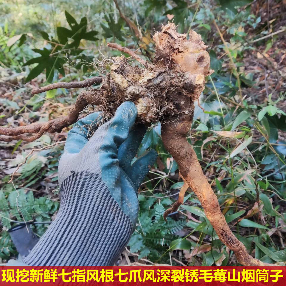 新鲜现挖七指风根中草药500克七爪风根深裂锈毛莓 山烟筒子七指风