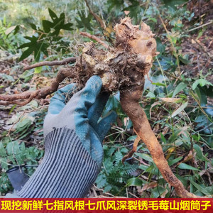 新鲜现挖七指风根中草药500克七爪风根深裂锈毛莓 山烟筒子七指风