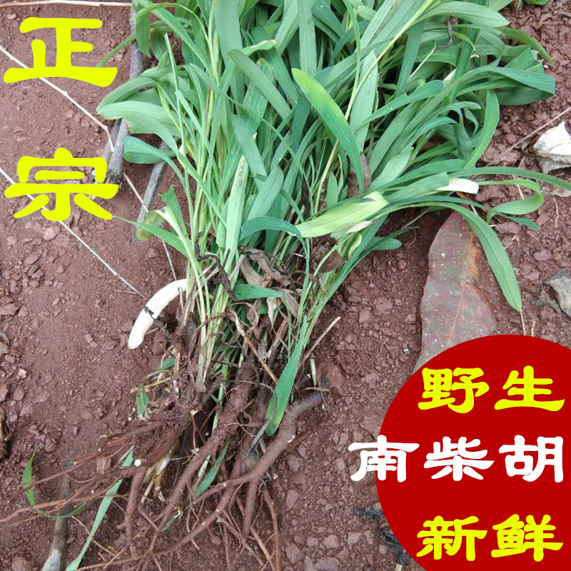 现挖中草药南柴胡新鲜软柴胡香柴胡地熏山菜菇草柴草新鲜柴胡500g