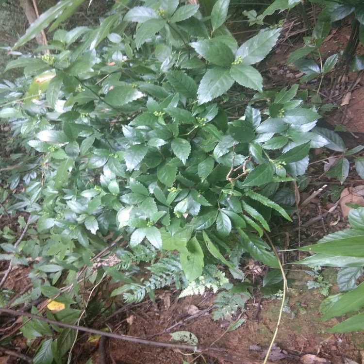 中草药现挖九节风新鲜九节茶草肿节风珊瑚500g接骨莲接骨木水麻