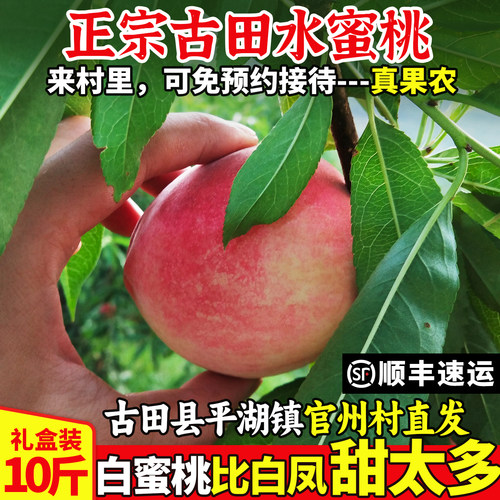 官州村直发！正宗古田水蜜桃
