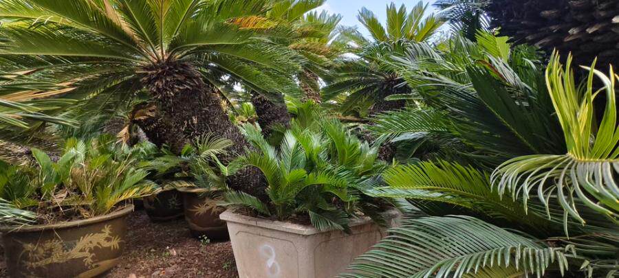 变卖位于西吴村大夏溏旁的六角盆多头铁树共9盆