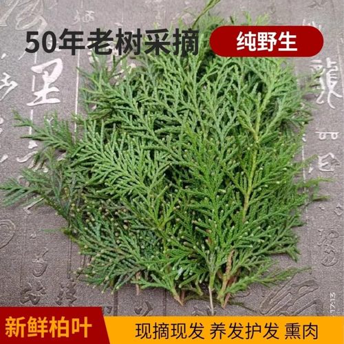 纯野生新鲜现摘侧柏叶扁柏叶柏树枝叶洗头发泡酒烟熏腊肉