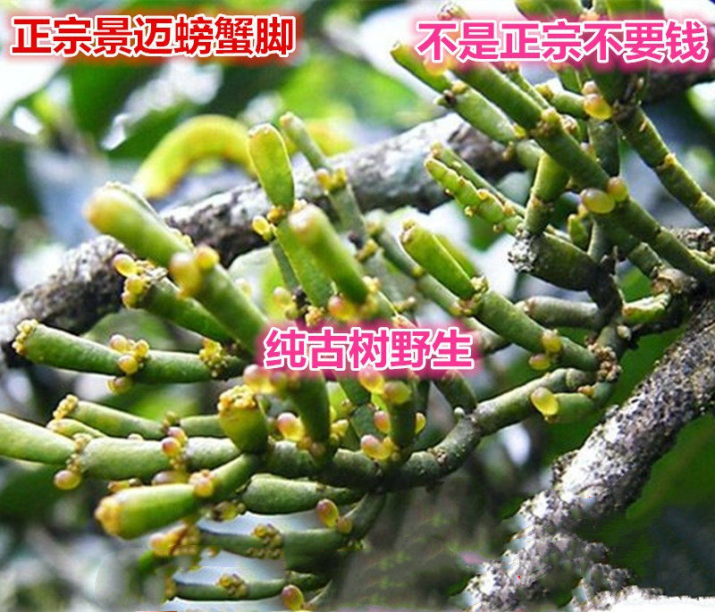 景迈古树野生螃蟹脚茶古树茶干仓纯料散茶普洱茶促销包邮500克