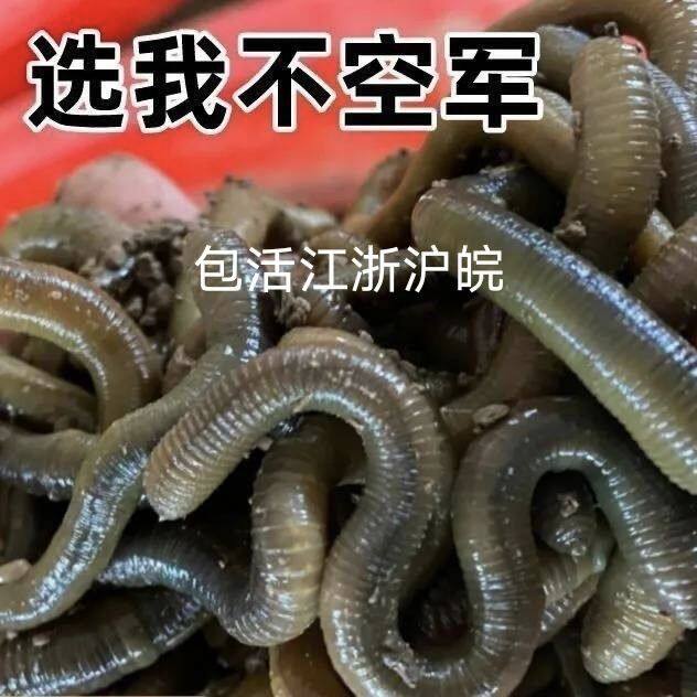 活体青蚯蚓鲜活黑蚯蚓钓黄鳝蚯蚓特大臭蚯蚓地龙松土蚯蚓钓鱼活饵
