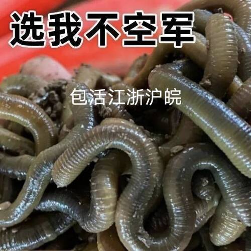 蚯蚓小周黄鳝综合耳浙江泥鳅