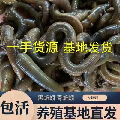 蚯蚓小周黄鳝综合耳浙江泥鳅