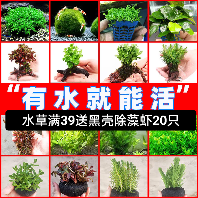 鱼缸水草活体真草买3送1