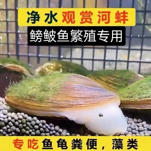 原生河蚌圆顶珠蚌观赏螺活体宠物冷水鳑鲏旁皮繁殖专用除藻净化水