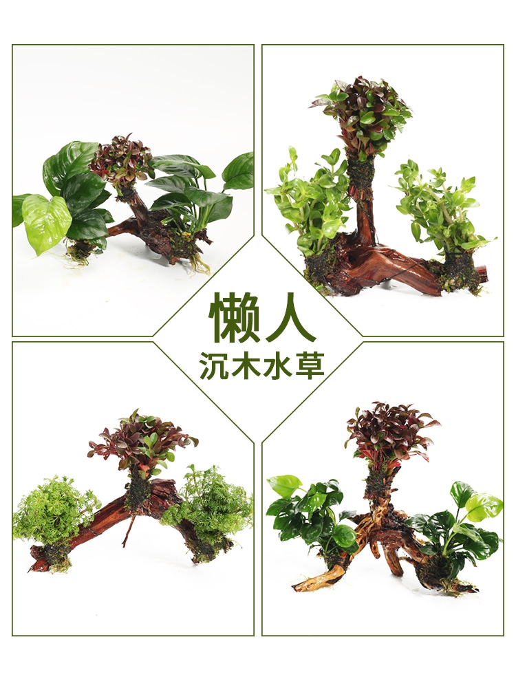 三头多头沉木水草鱼缸造景装饰懒人水草草水榕红玫瑰沉木水草