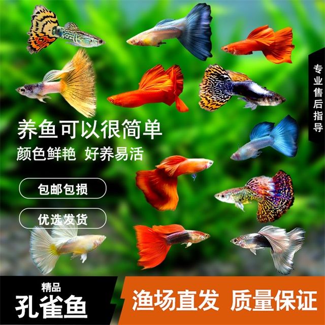 孔雀鱼观赏鱼小型热带鱼活体鱼斑马鱼下崽凤尾鱼红白剑淡水好养活