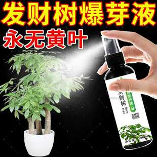 发财树专用营养液免稀释黄叶枯叶烂根专用复活液药叶绿叶面肥料