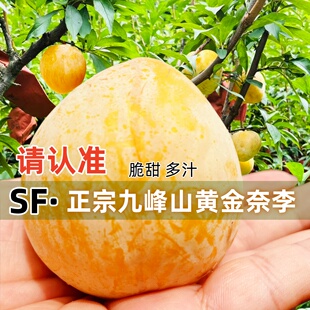 广东韶关乐昌九峰山黄金奈李新鲜水果整箱当季蜂糖脱骨恐龙蛋李子