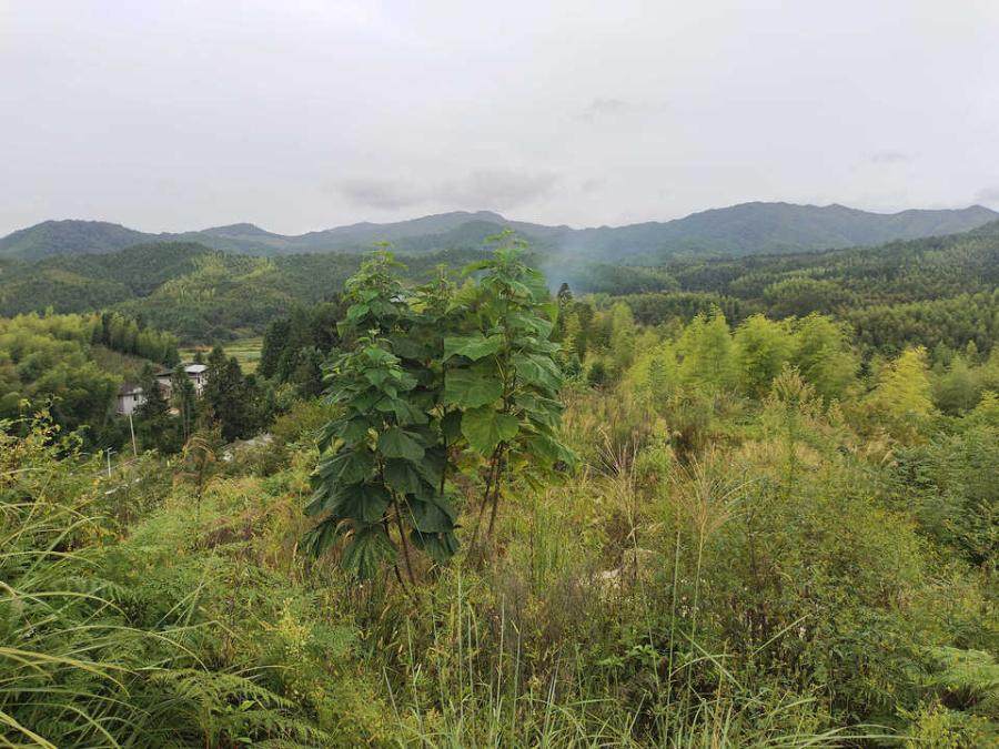 2月13日三明高岭土矿采矿权网络拍卖公告