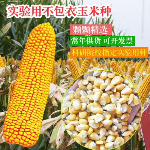 不带包衣精选种子纯度高