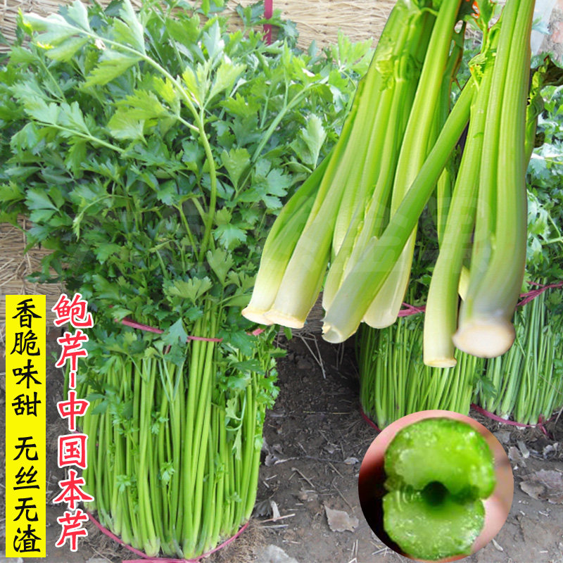 章丘鲍芹种子中国本芹菜种籽实心香芹阳台盆栽春秋季四季蔬菜种孑