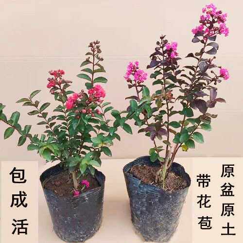紫薇花盆栽窗台庭院花卉耐热植物多年生火箭紫薇树天鹅绒植物耐寒