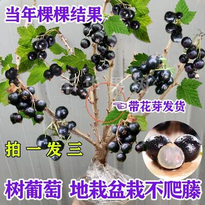 黑加仑葡萄盆栽稀有水果树