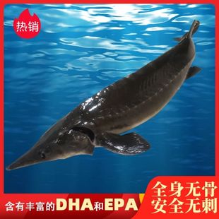 中华鱼鲟鱼现杀鲜活鲟龙鱼食用鲟鱼软骨无刺鱼淡水鱼冰鲜真空包装