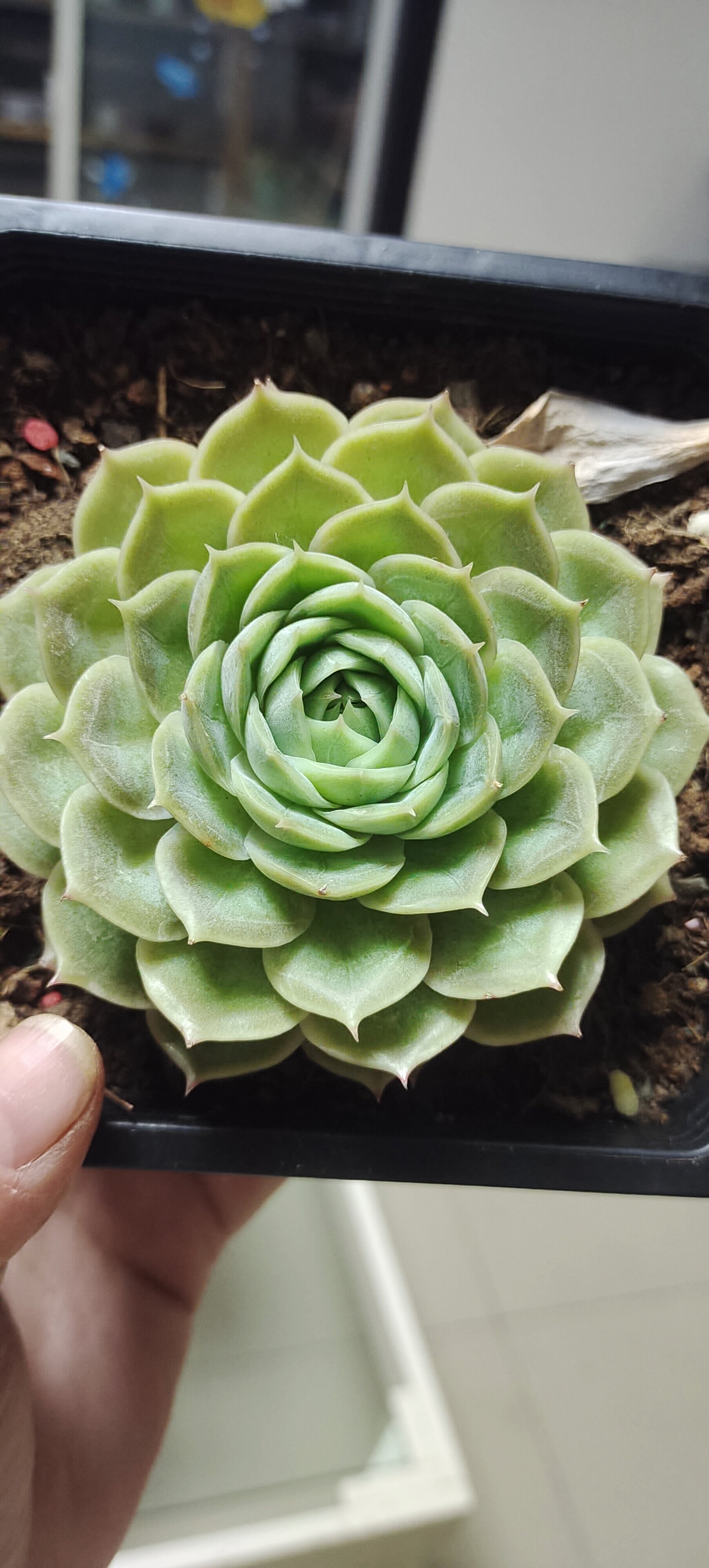 多肉植物一组一拍10cm/脱土不带盆（  偏远地区满28包邮）