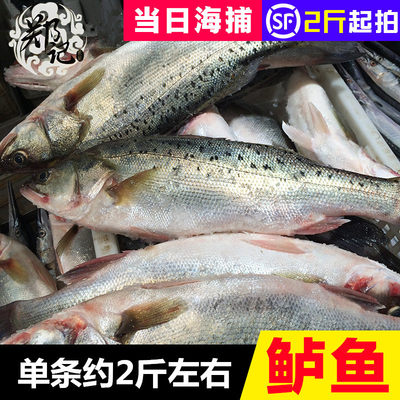 莱州湾深海海鱼鲜活寨500g