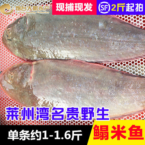 莱州湾野生平鱼价格 莱州湾野生平鱼图片 星期三