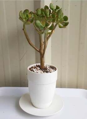 陶瓷多肉植物桌面绿植景观小花盆