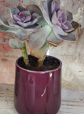 包邮库存清仓打折处理深黑色深紫色锥陶瓷多肉植物花盆家居景观盆