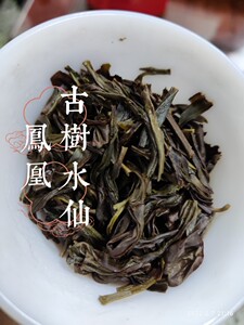 石古坪古树水仙微苦回甘茶汤醇滑