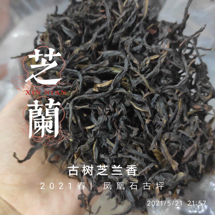 凤凰单丛石古坪春季古树芝兰香