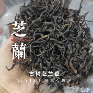 凤凰单丛石古坪春季古树芝兰香