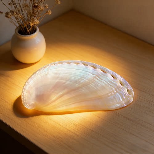 鲍鱼壳天然贝壳海螺白色驴耳贝鱼缸水族造景家居装饰品摆件礼物