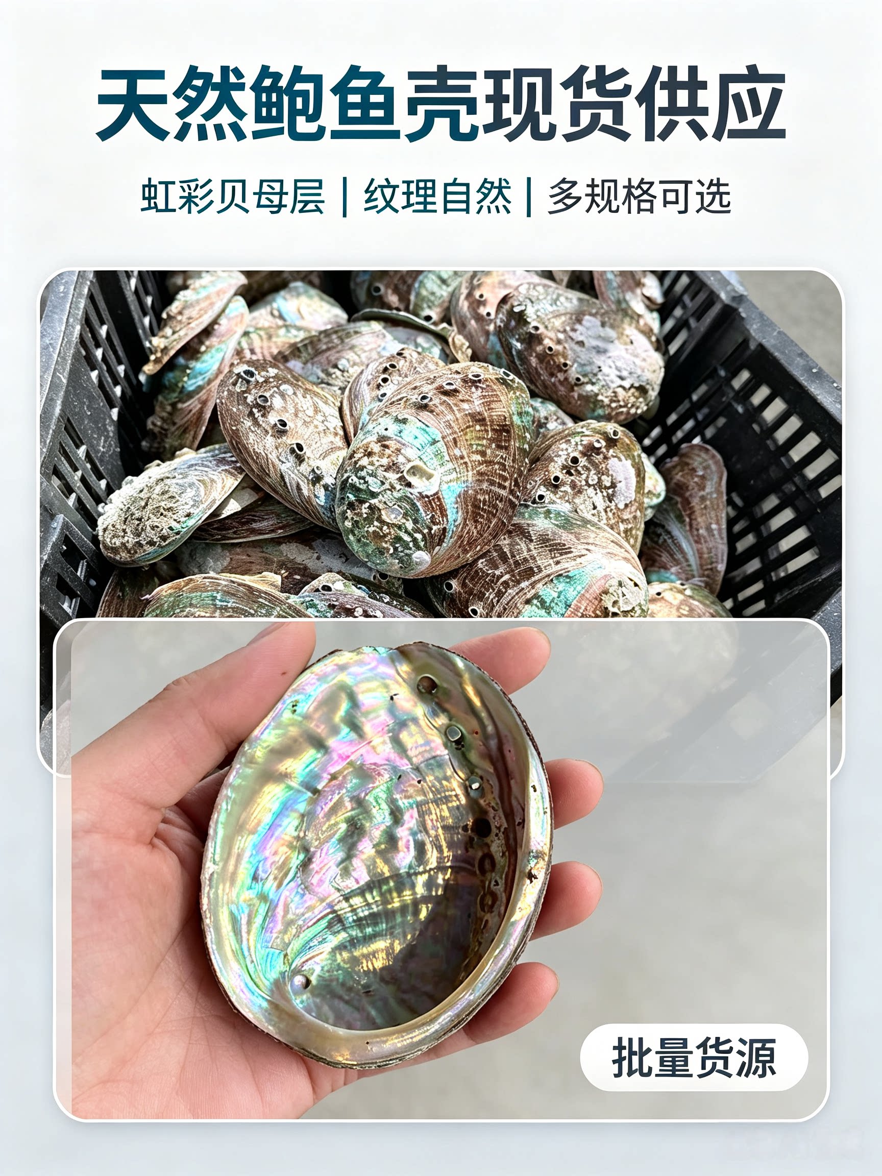 天然鲍鱼贝壳皮石水族缸摆件树脂画海螺海洋酒楼厨房摆盘