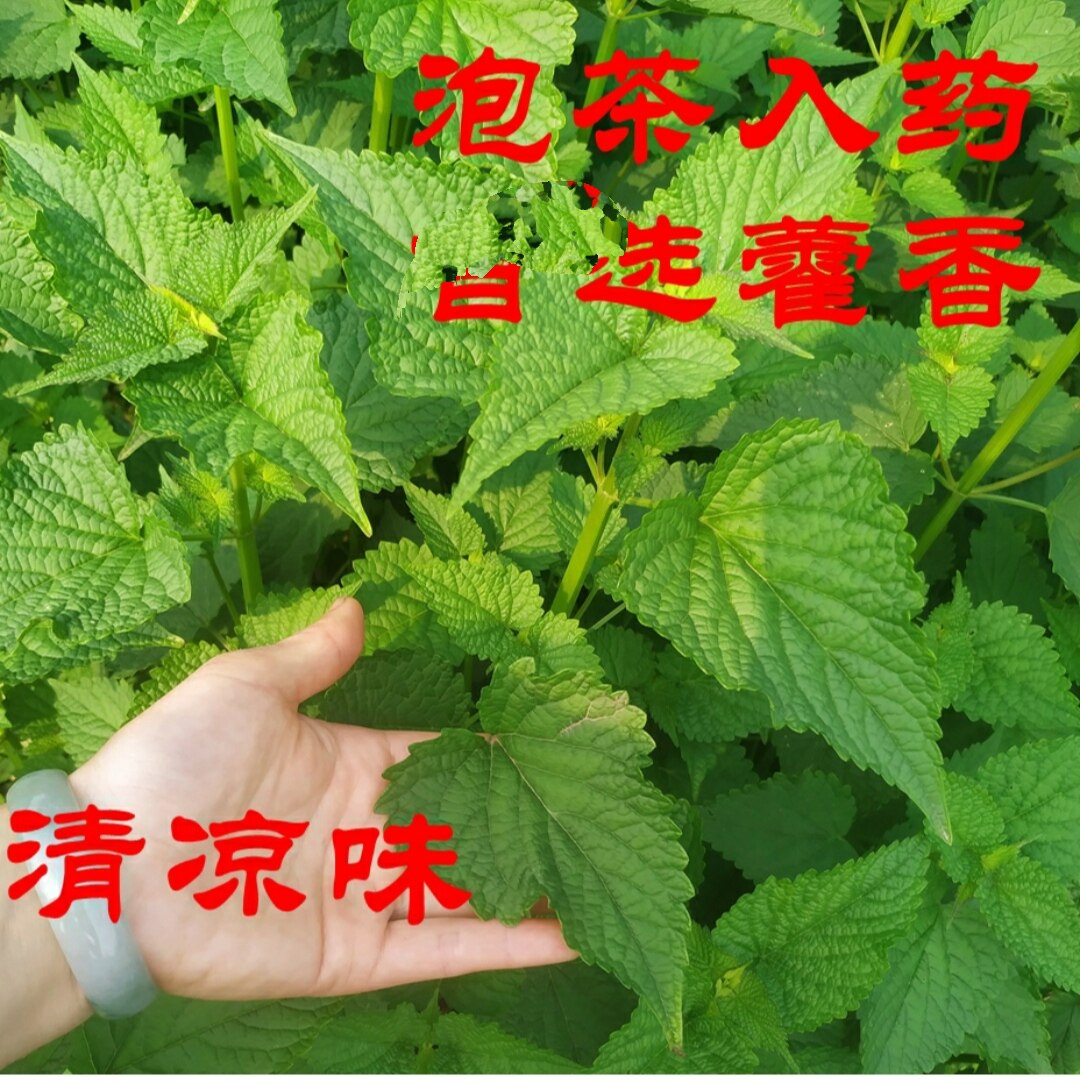 新鲜藿香叶 泡茶清凉大叶薄荷霍香正气草 去湿荷香 解暑鱼香