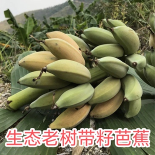 云南老品种野放芭蕉偶尔个别芭蕉会有籽 带籽芭蕉生态野放 土芭蕉