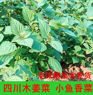 木姜菜新鲜小鱼香菜苗种 泸自宜宾鱼香叶蘸豆花炒辣 木姜菜苗木香