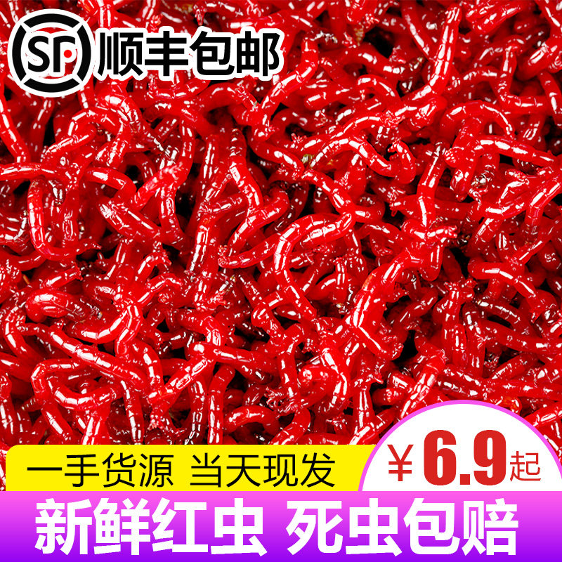 鲜活红虫特大号公虫活体活饵喂鱼饵拉饵鲫鱼野钓饵料钓鱼蚯蚓鱼饵