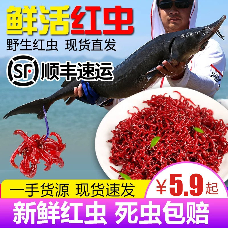 鲜活红虫特大号公虫活体活饵喂鱼饵拉饵鲫鱼野钓饵料钓鱼蚯蚓鱼饵