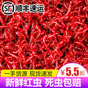 鲜活红虫特大号公虫活体活饵喂鱼饵拉饵鲫鱼野钓饵料钓鱼蚯蚓鱼饵