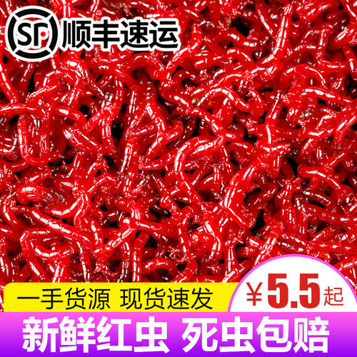红虫活体鲫鱼野钓蚯蚓拉饵