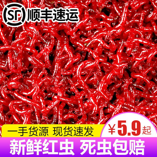 红虫活体鲫鱼野钓蚯蚓拉饵