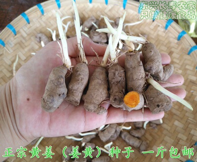 小黄姜种子 姜黄种子 带芽发货盆栽包邮500克   药用姜种植姜种