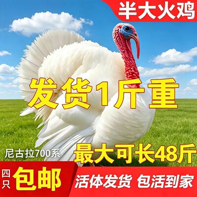 1斤火鸡宠物鸡尼古拉火鸡