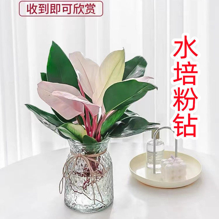 粉钻水培植物室内绿植粉公主蔓绿绒懒人好养植物客厅办公室