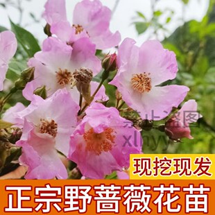 蔷薇花苗野蔷薇营实材苗刺苔绿植盆栽地栽盆景庭院植物爬藤