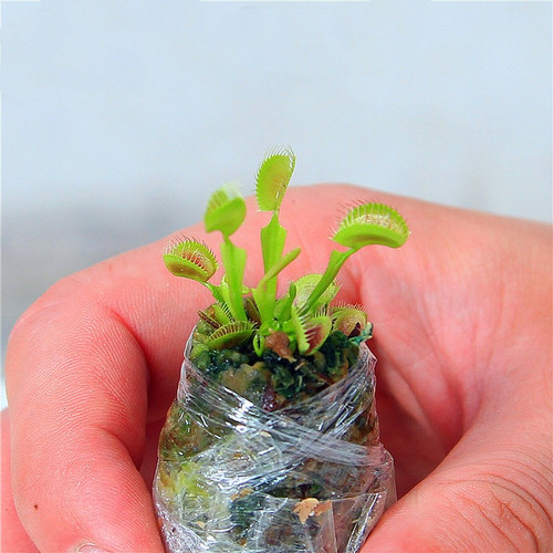 食虫植物捕蝇草夏季趣味植物