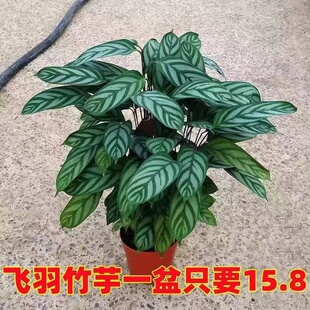 新老飞羽竹芋盆栽网红植物室内耐阴常青大观叶绿植趣味好养易活
