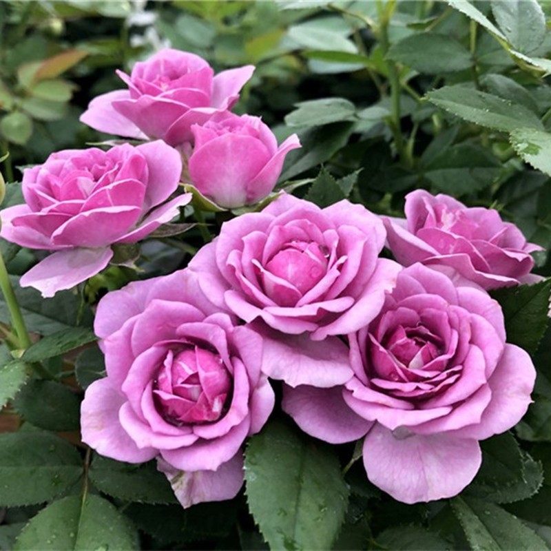 薰衣草花环爬藤月季蔷薇花苗大花多季浓香开庭院藤本花卉盆栽地栽